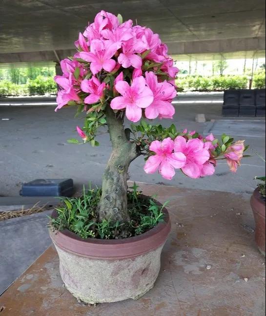 虎皮兰的根系很短,如果用的盆太高太大,浇的水和营养都沉淀到花盆底部