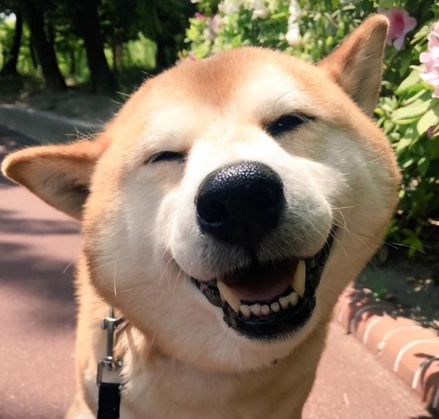 狗咧嘴笑表情包图片