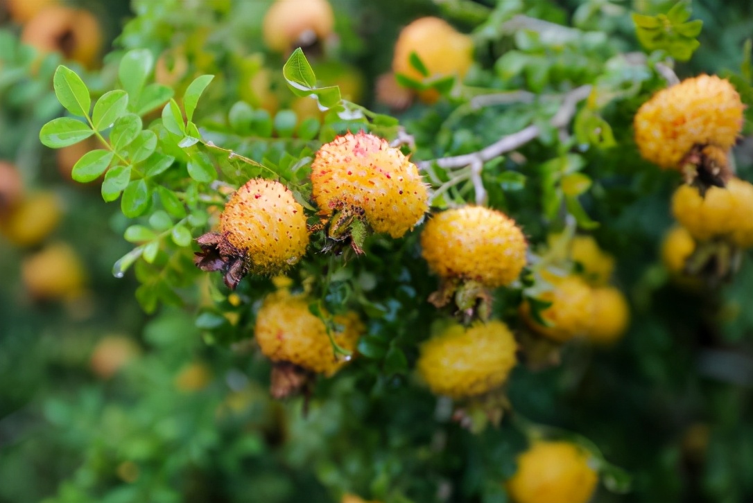 刺梨:浑身是刺,大不过1cm,过去烂山里无人问,今大量推广种植