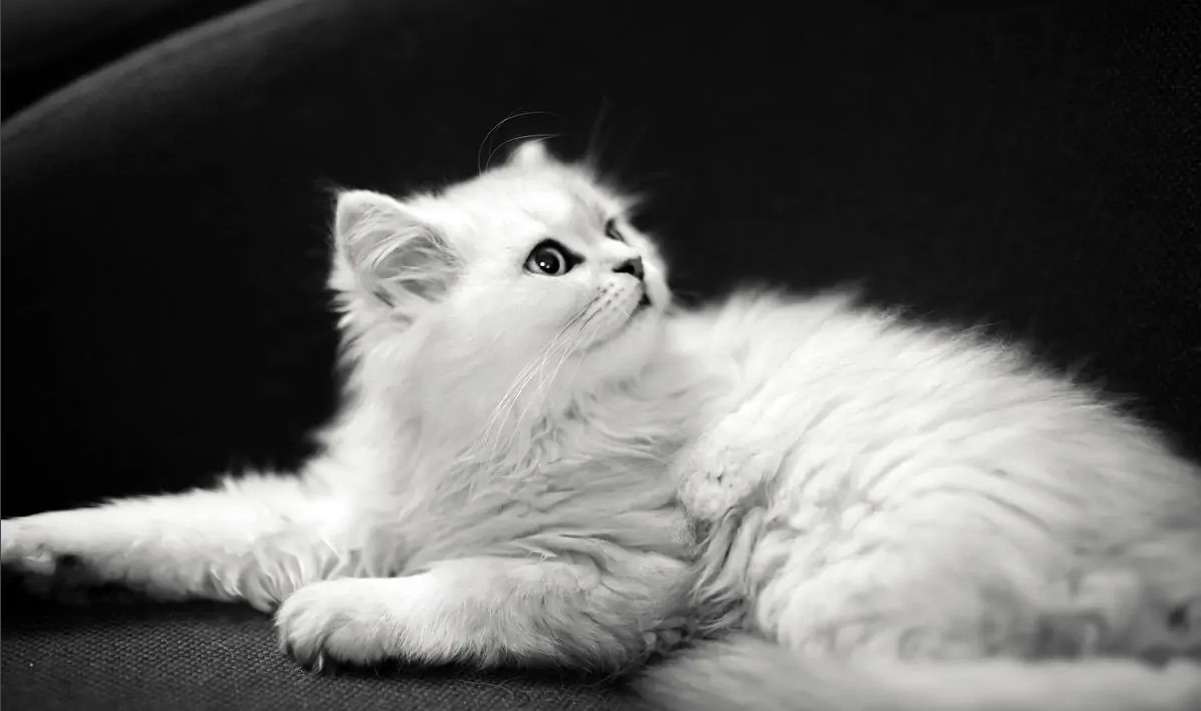 养猫,我只想养"金吉拉猫"