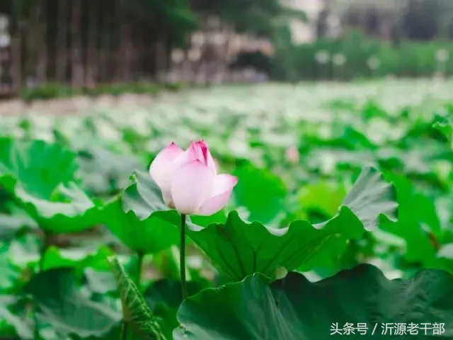 「诗词天地」杨万里笔下最美的二十首绝句