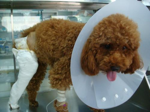 泰迪犬的体质比较弱,是很容易生病的,而且四肢都很纤细,一不小心就很