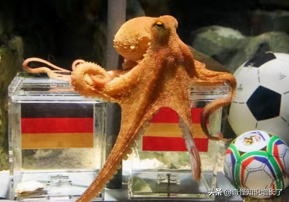 世界杯决赛德国球迷视频(2010年世界杯期间，德国球迷们为章鱼而疯狂)