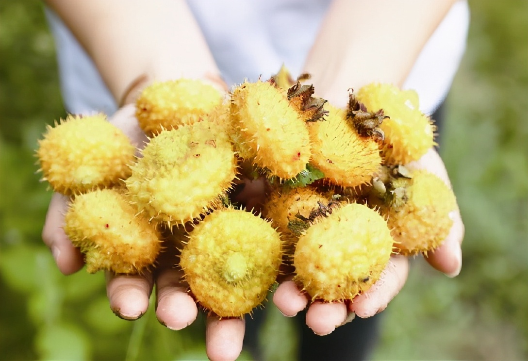 刺梨:浑身是刺,大不过1cm,过去烂山里无人问,今大量推广种植