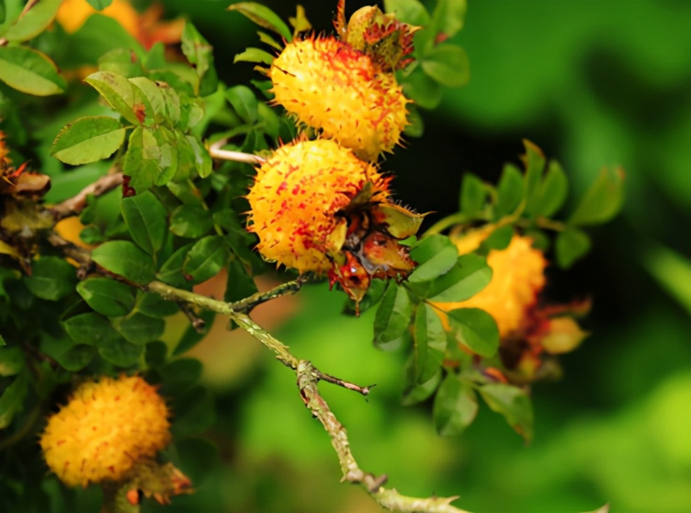 刺梨:浑身是刺,大不过1cm,过去烂山里无人问,今大量推广种植