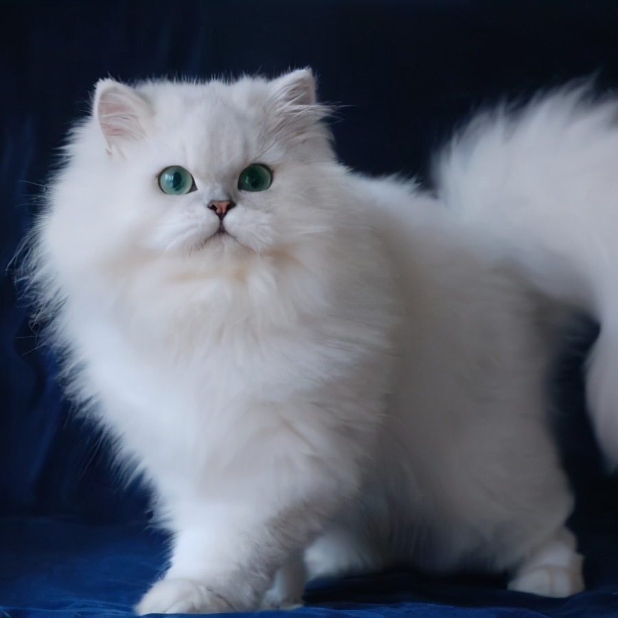 养猫,我只想养"金吉拉猫"