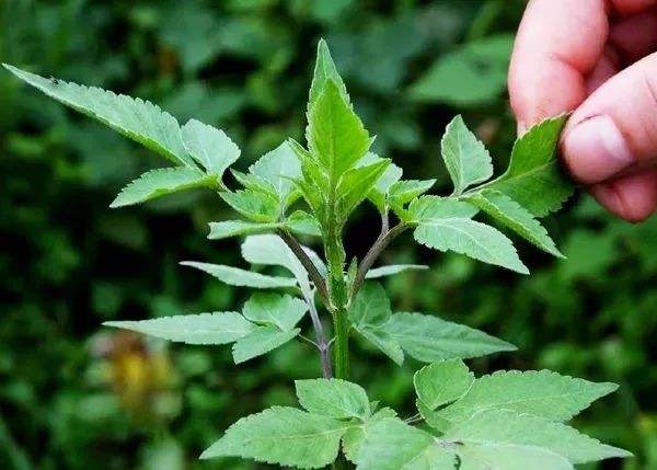 还记得鬼针草吗(鬼针草是不是)