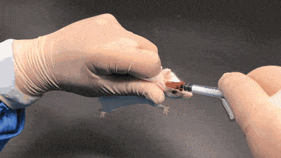 ������8ֻ����Ž�����԰��������1588��󣬰���Խ���ʧȥ��Ȥ