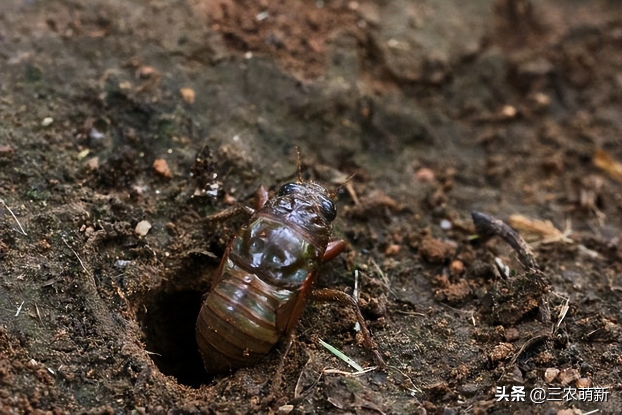 知了猴多少钱一斤(单只1到2元) - 价格百科