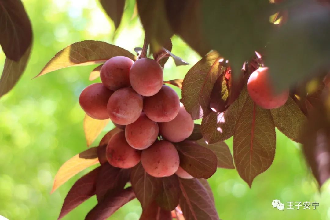 219@365今日立秋:云天收夏色,木叶动秋声(原创) 219@365今日立秋:云天收夏色,木叶动秋声(原创)