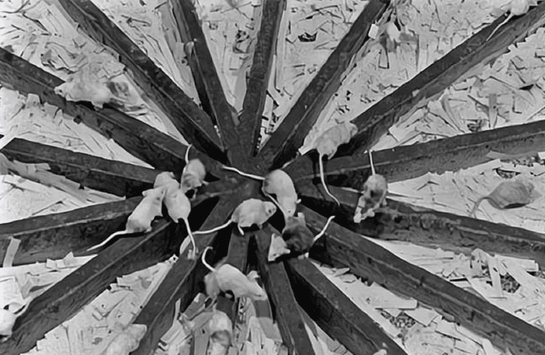 ������8ֻ����Ž�����԰��������1588��󣬰���Խ���ʧȥ��Ȥ