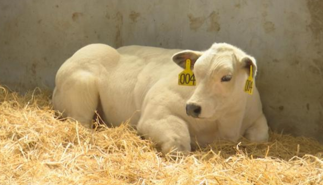 并且成功诞下了3头小牛,出生重量与比利时蓝牛所差无几
