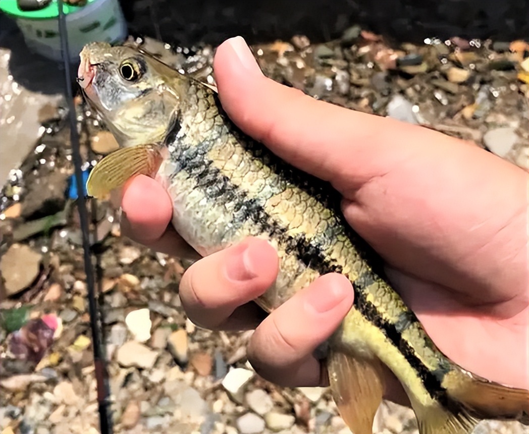 被称为"淡水鱼极品"的溪石斑,是怎样一种鱼?最大能长到多大?