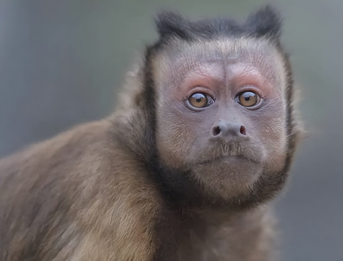 "人面猴"陆续出现,巴拿马猴还学会了使用工具,它们正在进化?