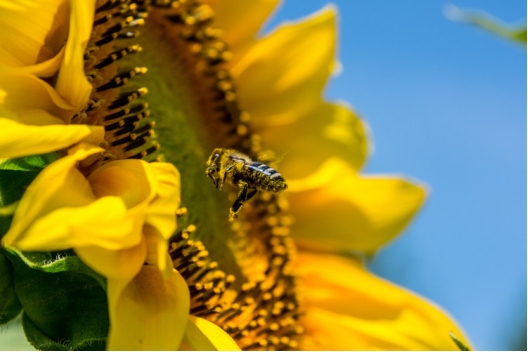从不加班的蜜蜂，依靠太阳辨别方向