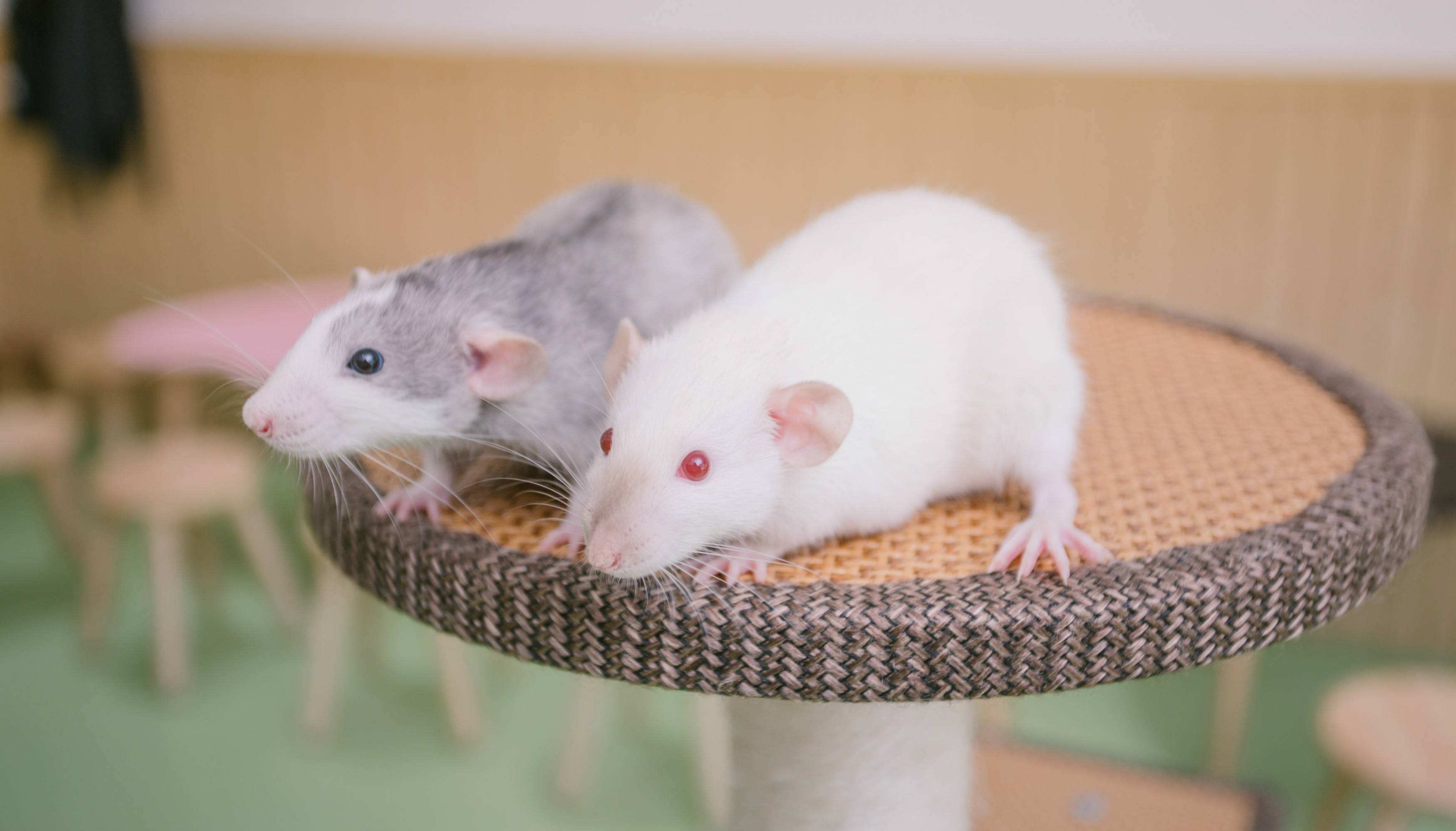 ������8ֻ����Ž�����԰��������1588��󣬰���Խ���ʧȥ��Ȥ