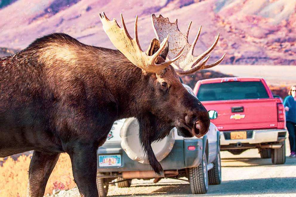 ������8ֻ����Ž�����԰��������1588��󣬰���Խ���ʧȥ��Ȥ