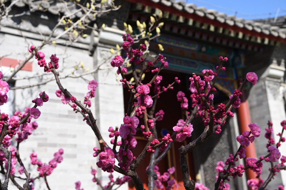 《情满四合院》虽然近来风头正劲，但是其中的波折和波折