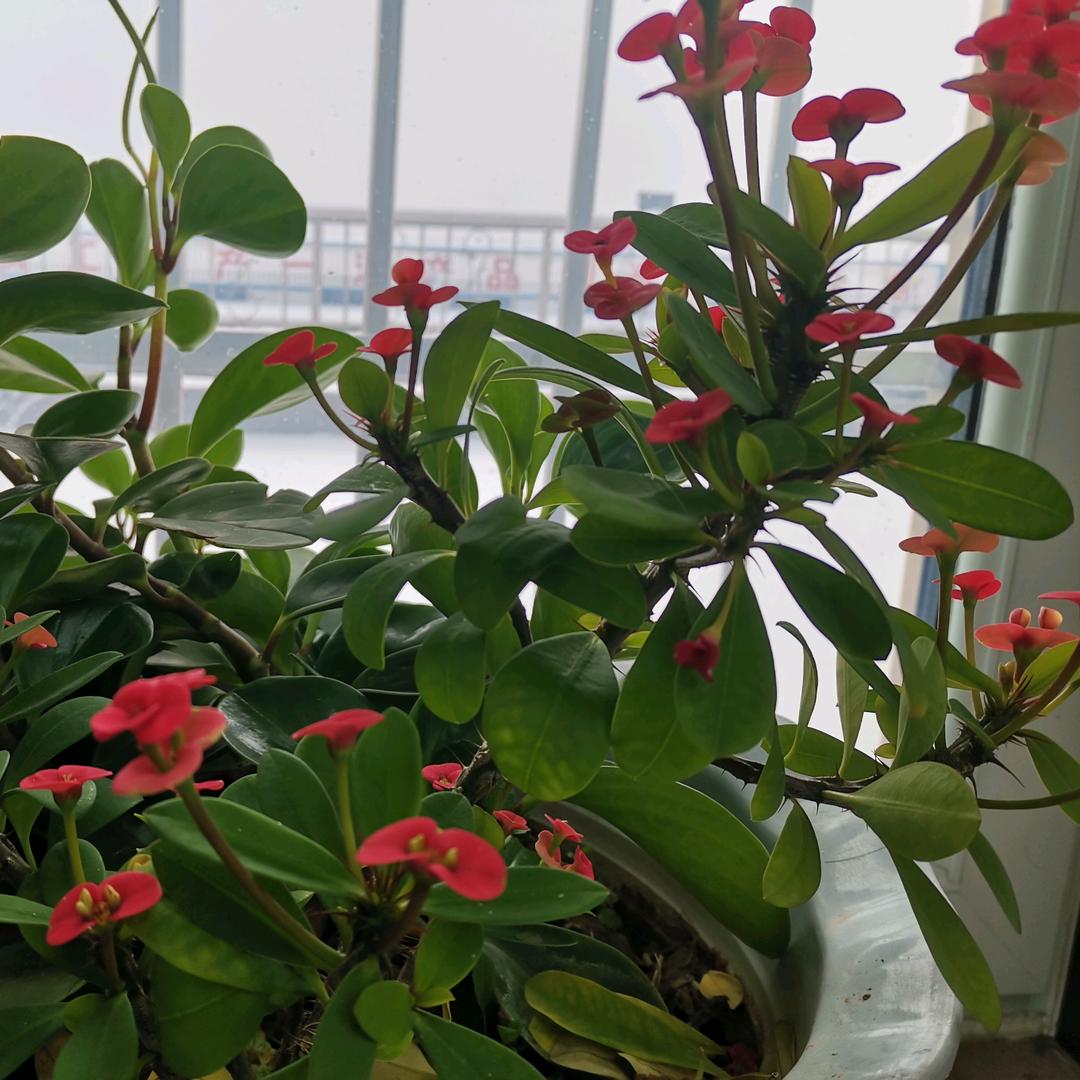 太阳照在徒骇河上