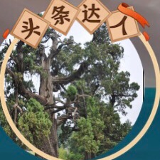 昆仑之柏